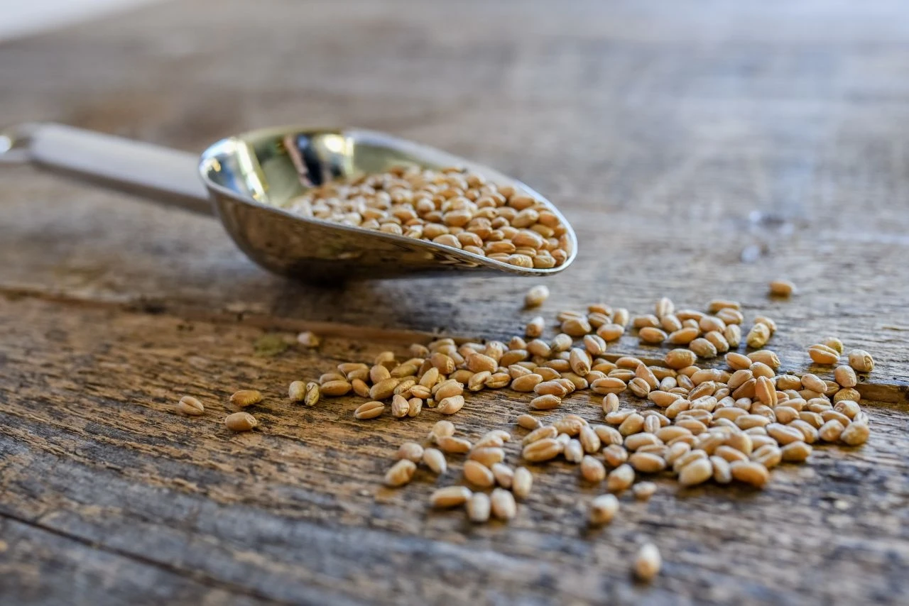 Weizenkörner Spezialgereinigt 3 Kg 3 Weizenkörner Spezialgereinigt 3 Kg