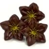 Schoko-Dekor: Blüte, Zartbitterschokolade, 1 Folie/38 Stück á 25 X 14 Mm -Lebensmittelgeschäft b11440