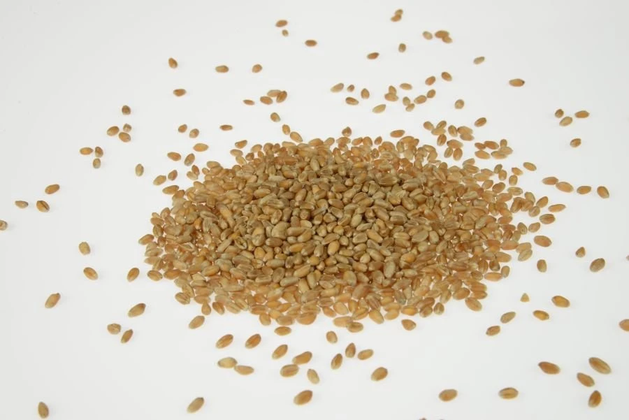 Weizenkörner Spezialgereinigt 3 Kg 4 Weizenkörner Spezialgereinigt 3 Kg – Bild 2